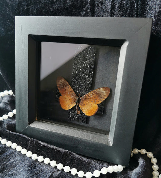 Achraea butterfly frame