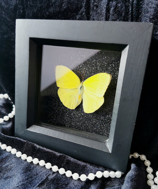 Yellow Sulphur butterfly frame