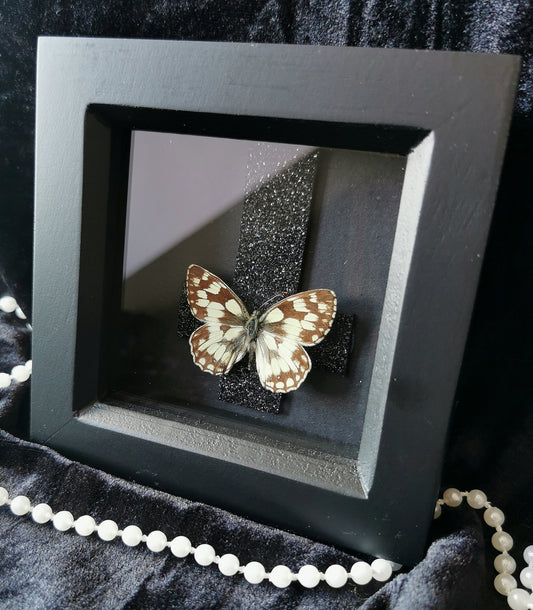 Marbled White butterfly frame