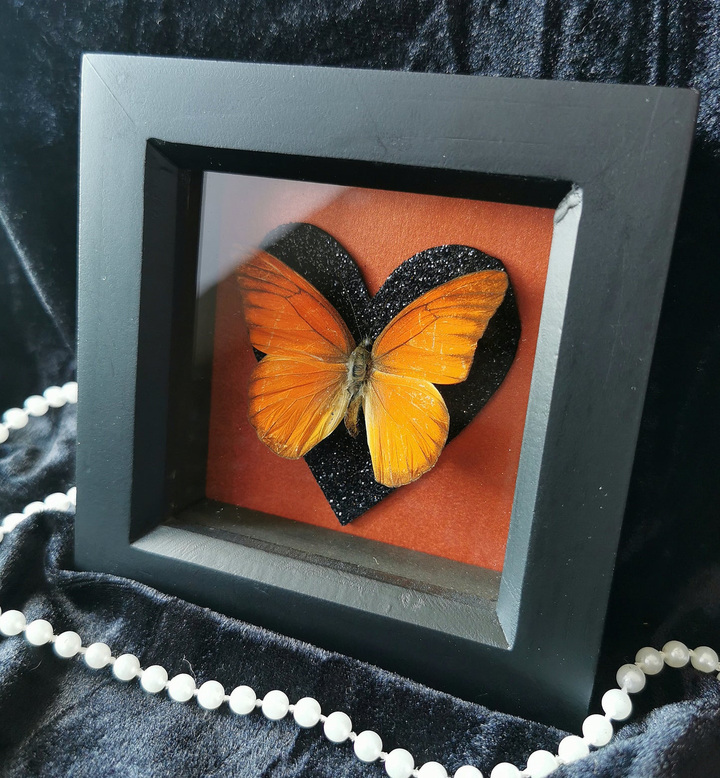 Orange albatross butterfly frame