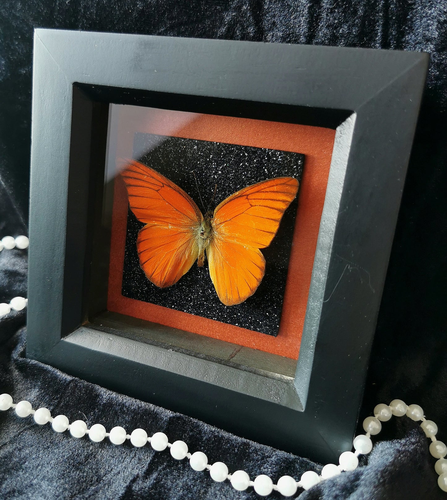 Orange albatross butterfly frame