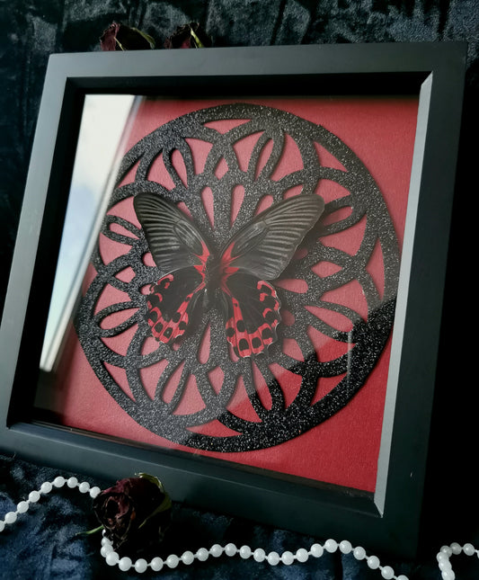 Scarlet Mormon frame