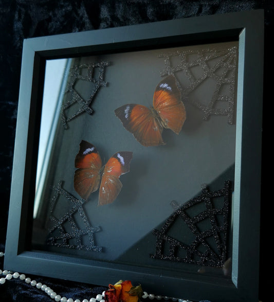 Madagascan mother of pearl butterflies frame