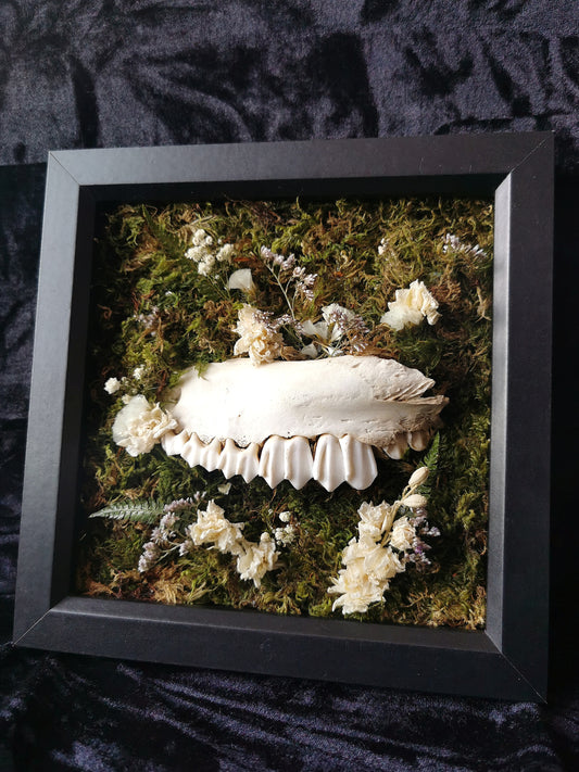 Partial deer jawbone forage frame