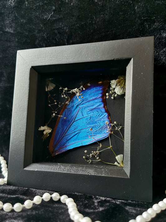 blue morpho wing entomology frame with dried flowers