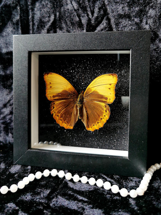 Small Cymothoe Haynae butterfly entomology frame with black glitter background