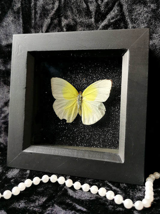 Small Sulphur butterfly entomology frame with black glitter background