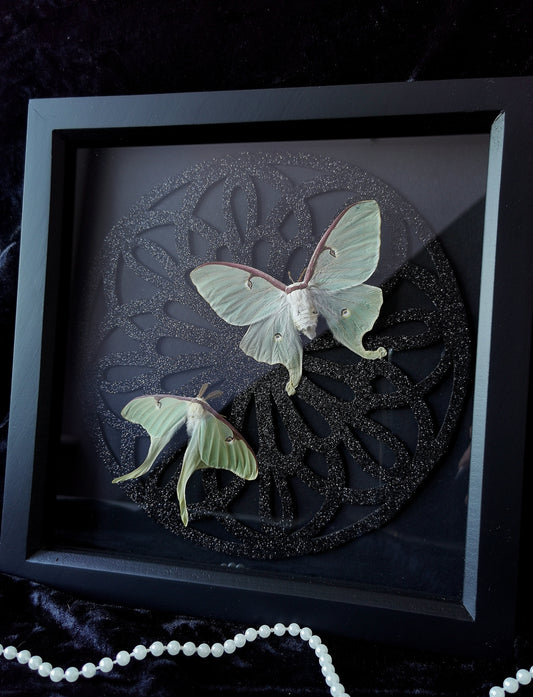 Luna Moths entomology frame with gothic glitter window