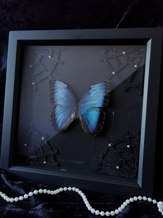 Banded Blue Morpho entomology frame with glitter spiderwebs