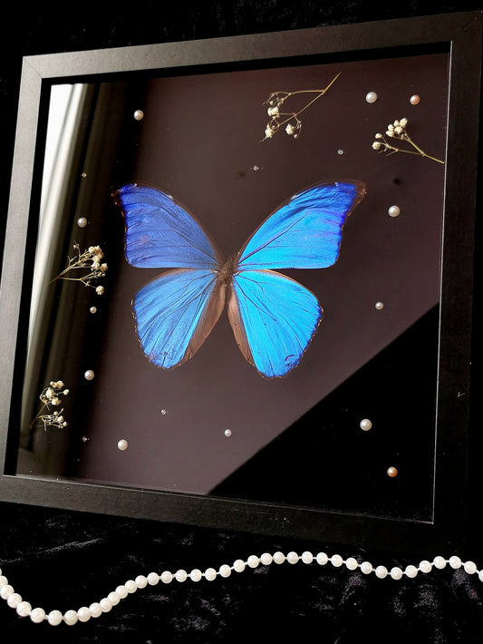 Giant Blue Morpho entomology frame with Swarovski crystals