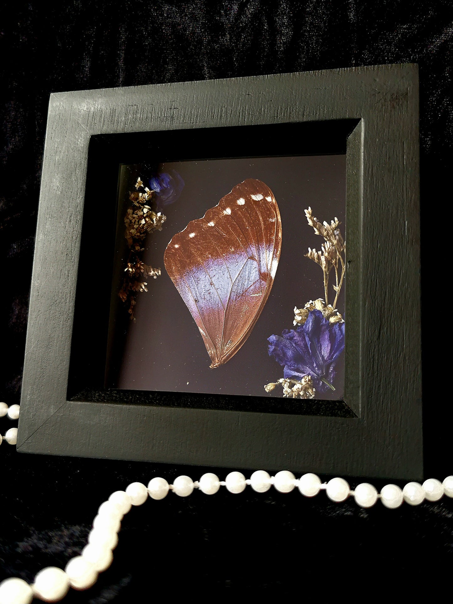 Small Banded Blue Morpho wing entomology frame