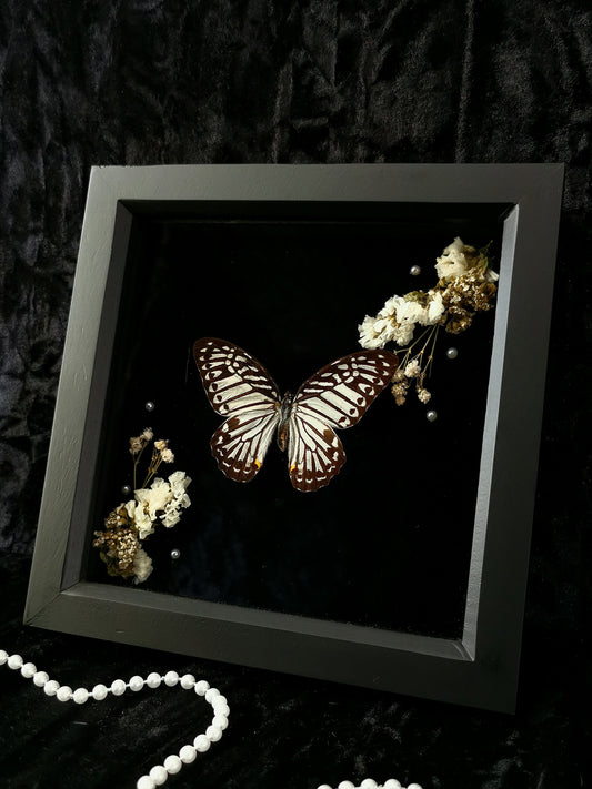 Common Mime butterfly frame with dried flowers and pearls