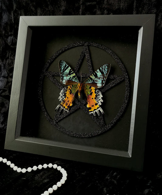 Madagascan Sunset moth pentagram frame