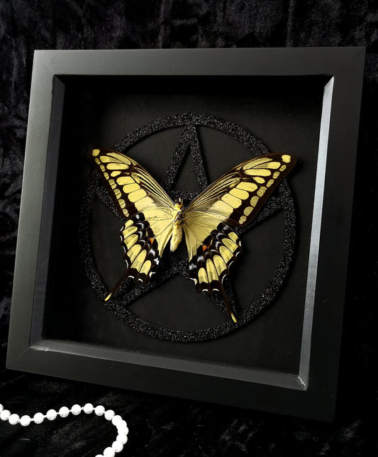 King Swallowtail pentagram frame