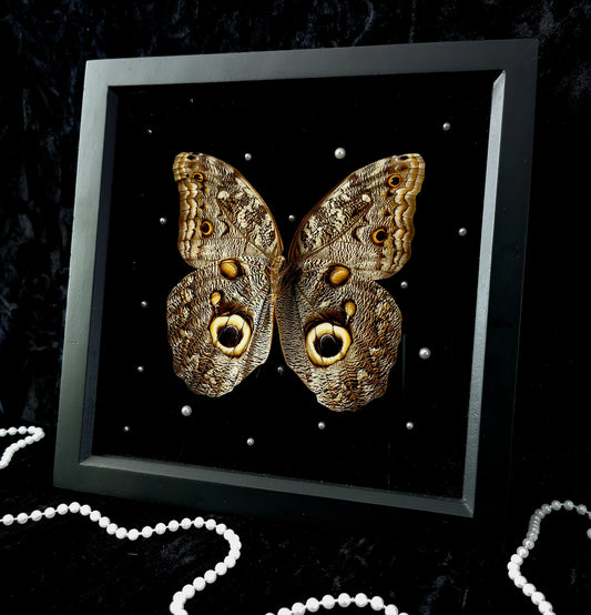 Owl butterfly frame with pearls
