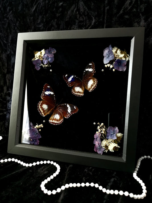 Blue Moon butterflies frame with dried flowers