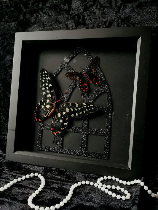 Giant Swallowtail and Pink Rose Swallowtail butterflies frame with black glitter gothic window