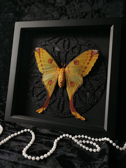 Madagascan Moon Moth frame with black glitter gothic window