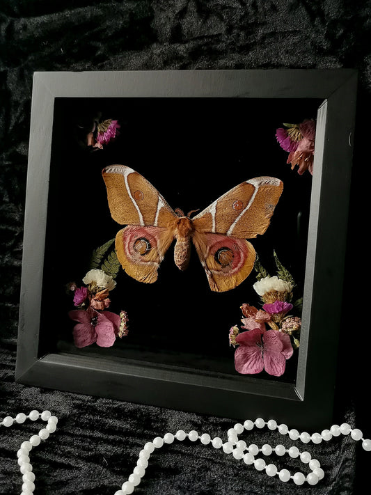 Bullseye moth frame with dried flowers