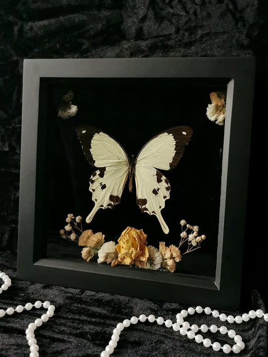 Saharan swallowtail butterfly frame with dried flowers