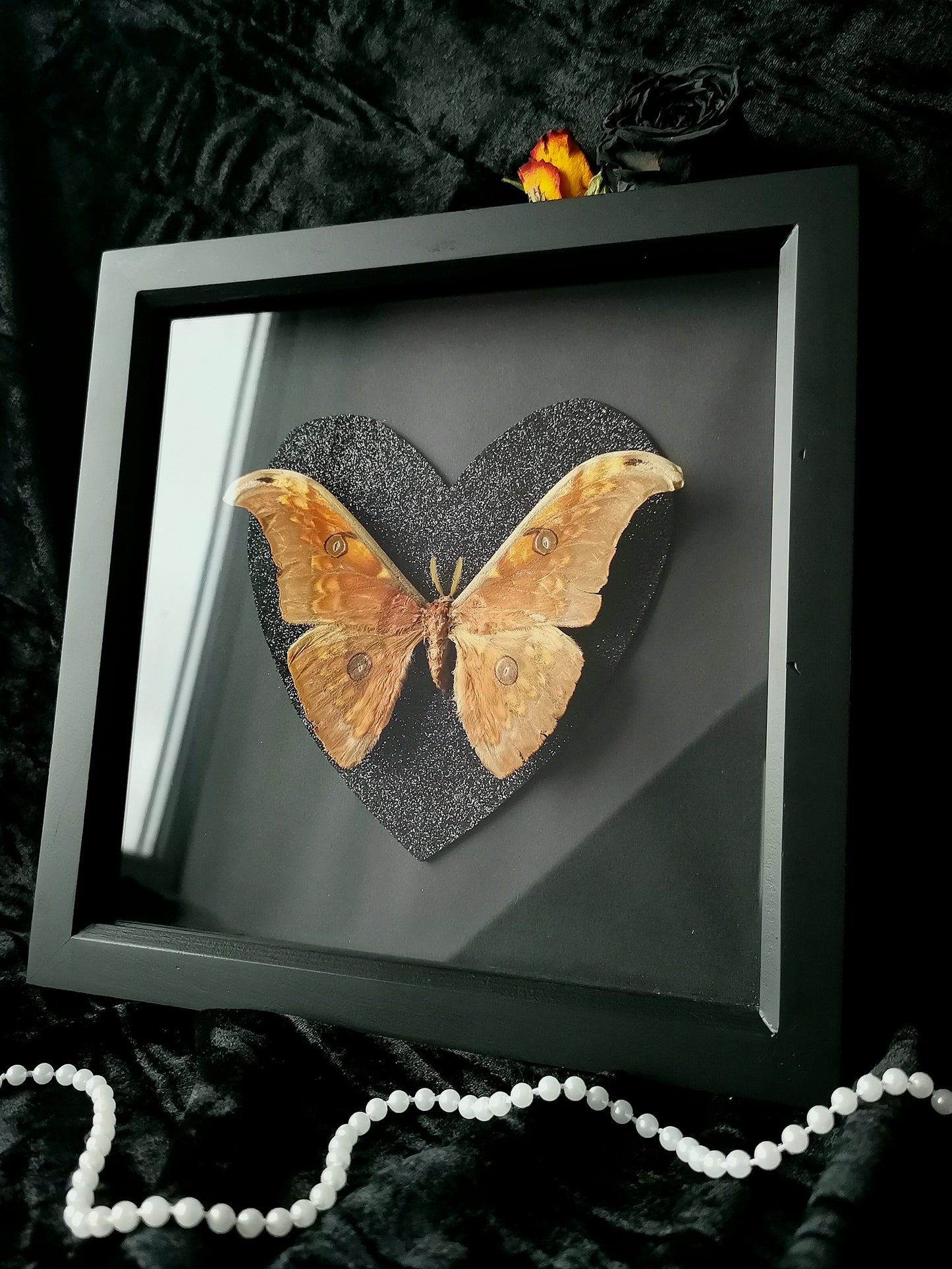 Silk moth frame