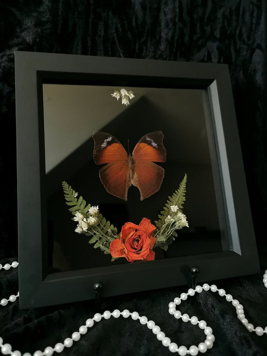 Madagascan Mother of pearl butterfly frame with dried flowers