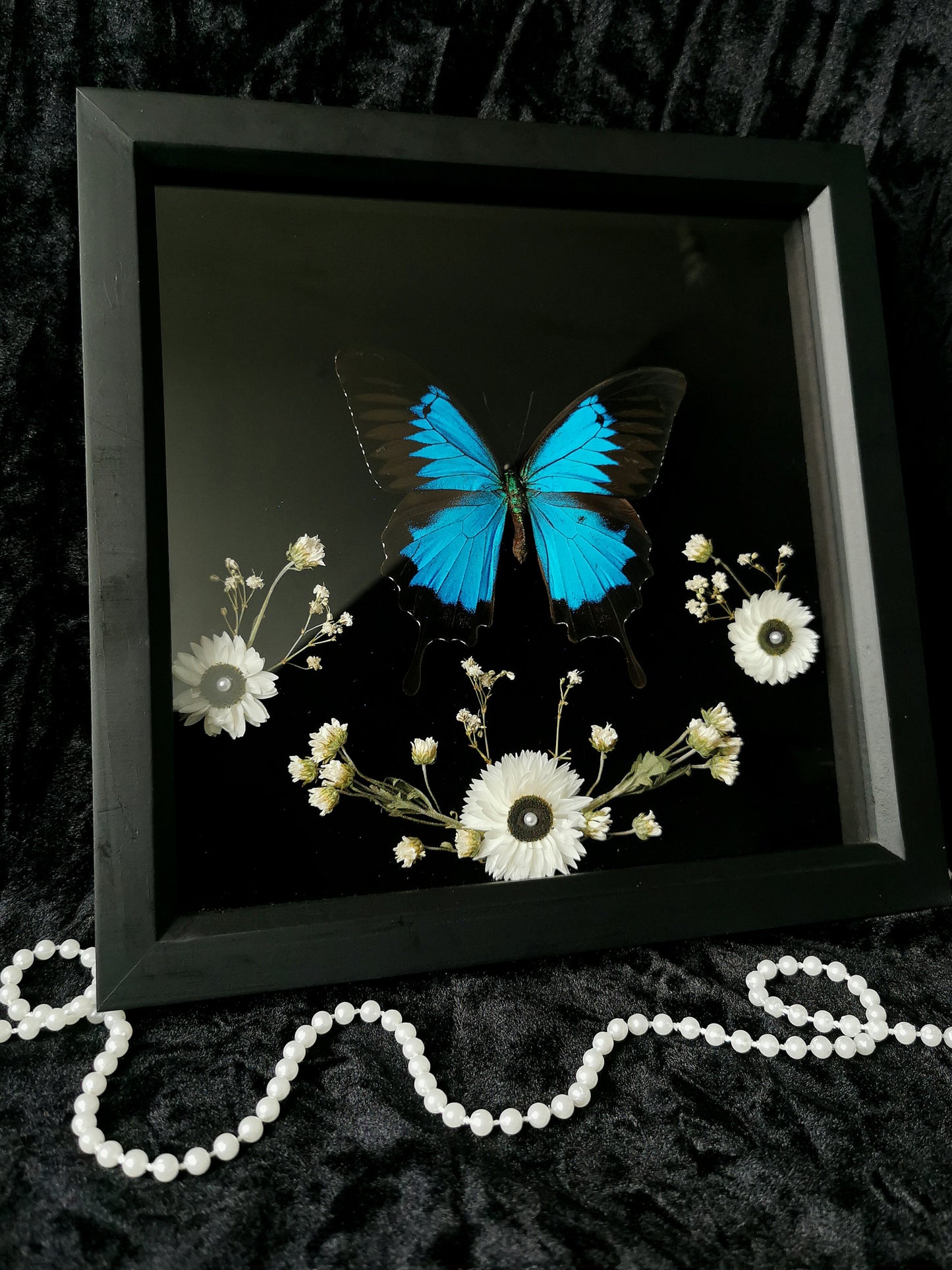 Blue Mountain Swallowtail entomology frame with dried flowers