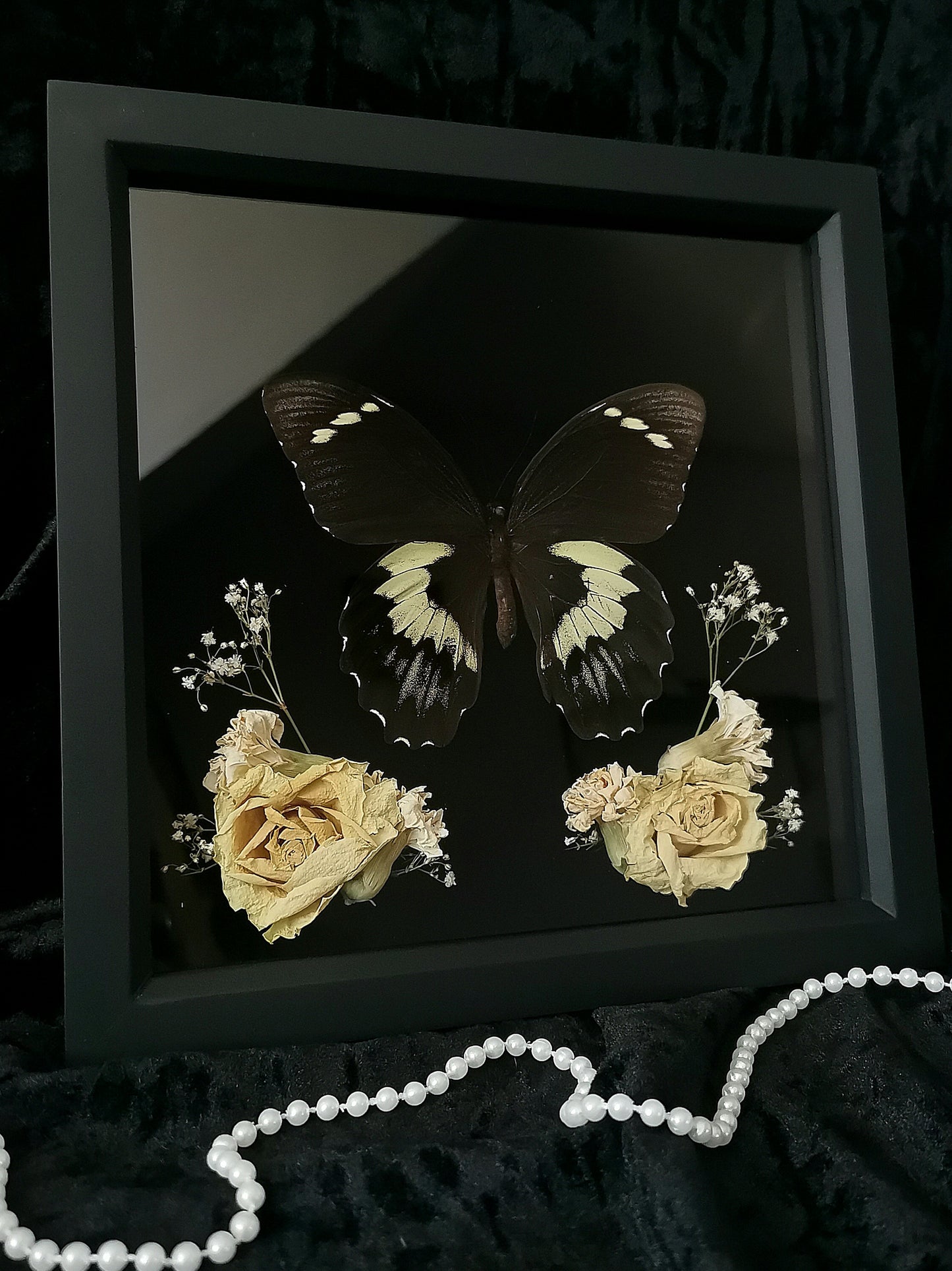 Colossus Swallowtail butterfly frame with dried flowers