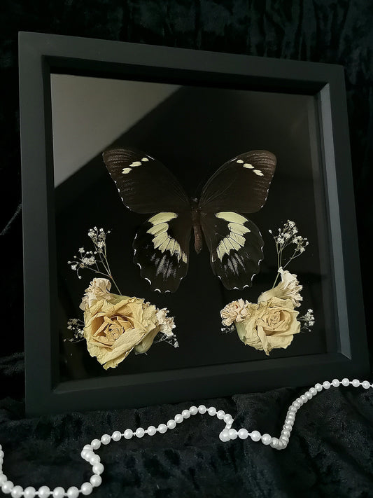 Colossus Swallowtail butterfly frame with dried flowers