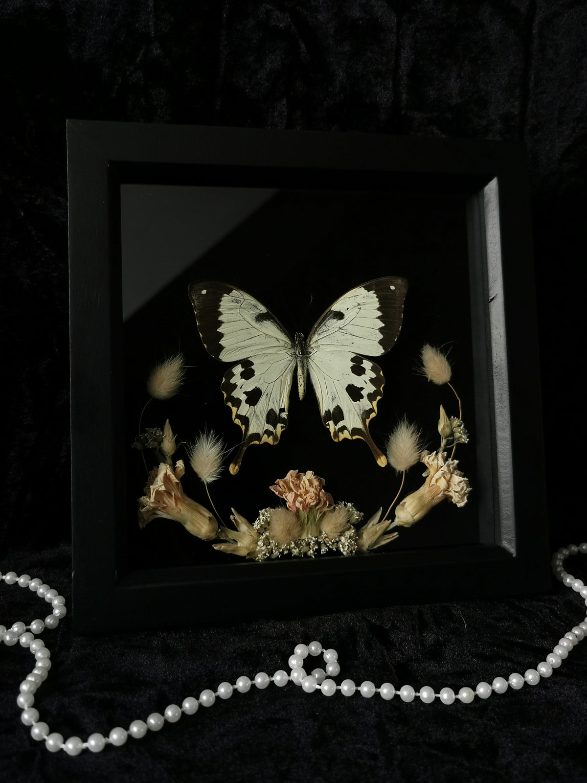 African Swallowtail butterfly