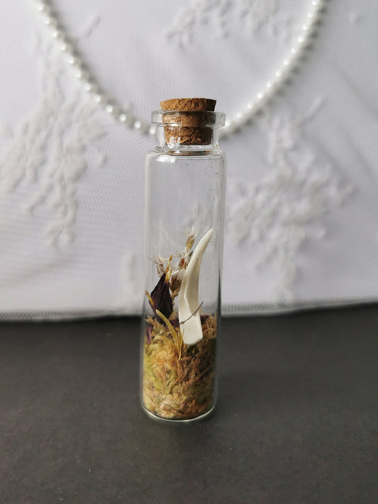 Small curiosity bottle