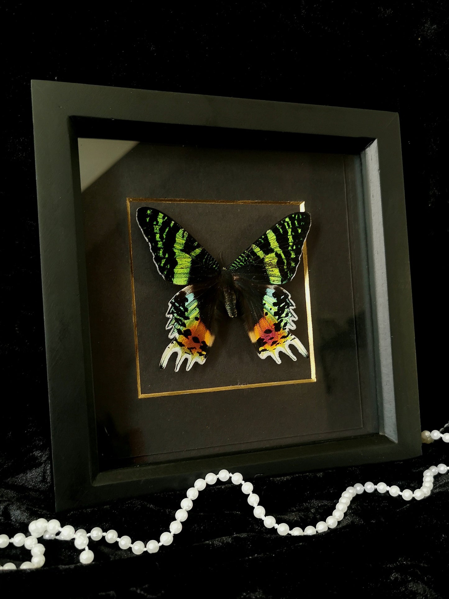 Madagascan Sunset Moth minimalist entomology frame