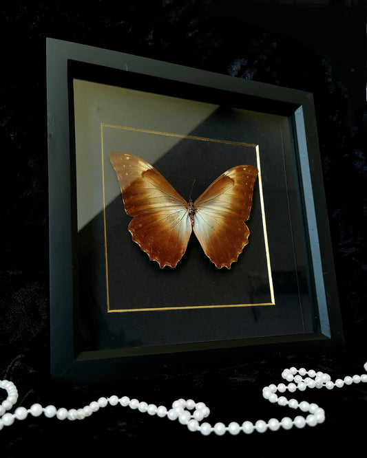 Vintage Golden Morpho butterfly minimalist entomology frame