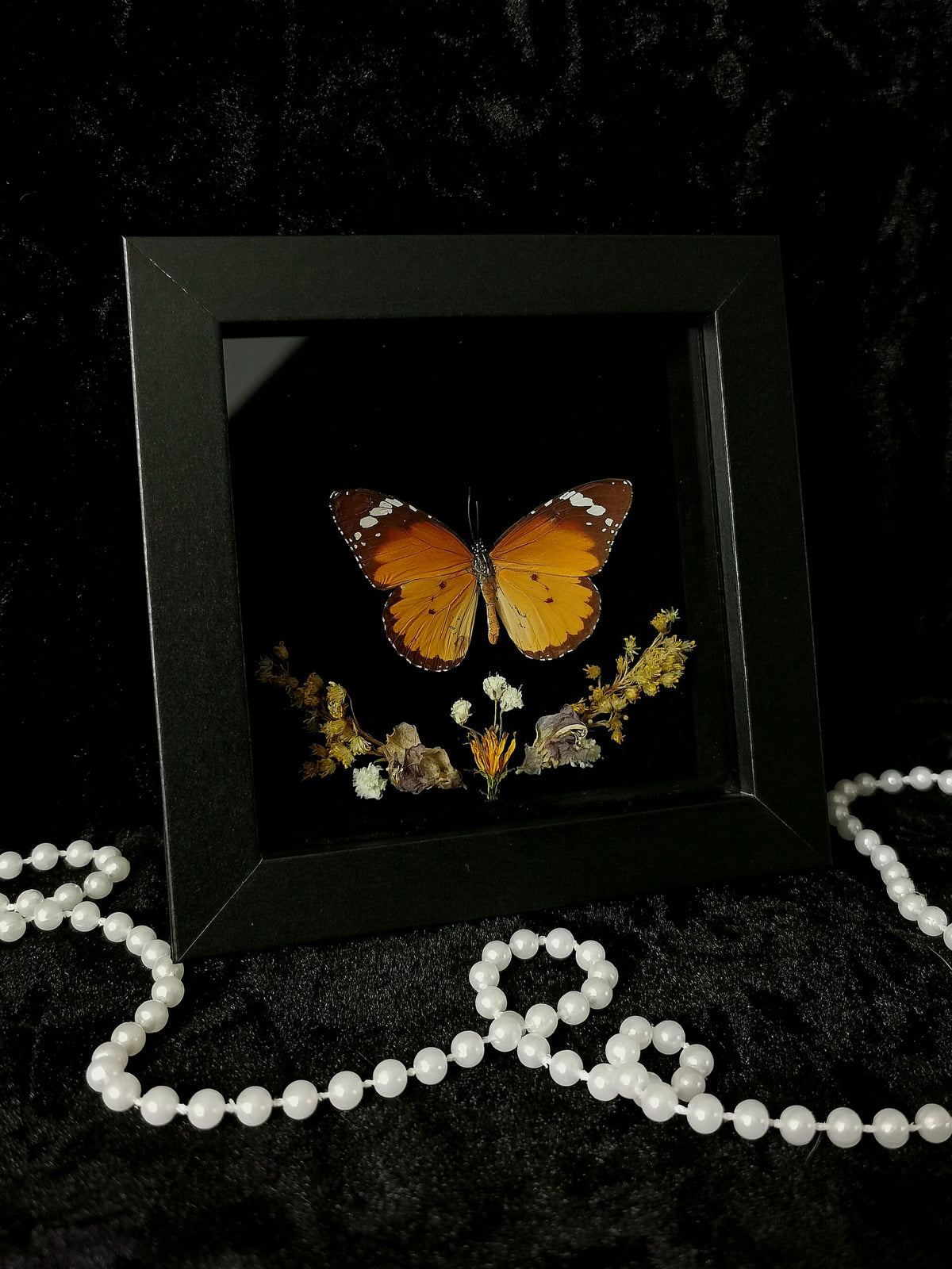 Plain Tiger butterfly