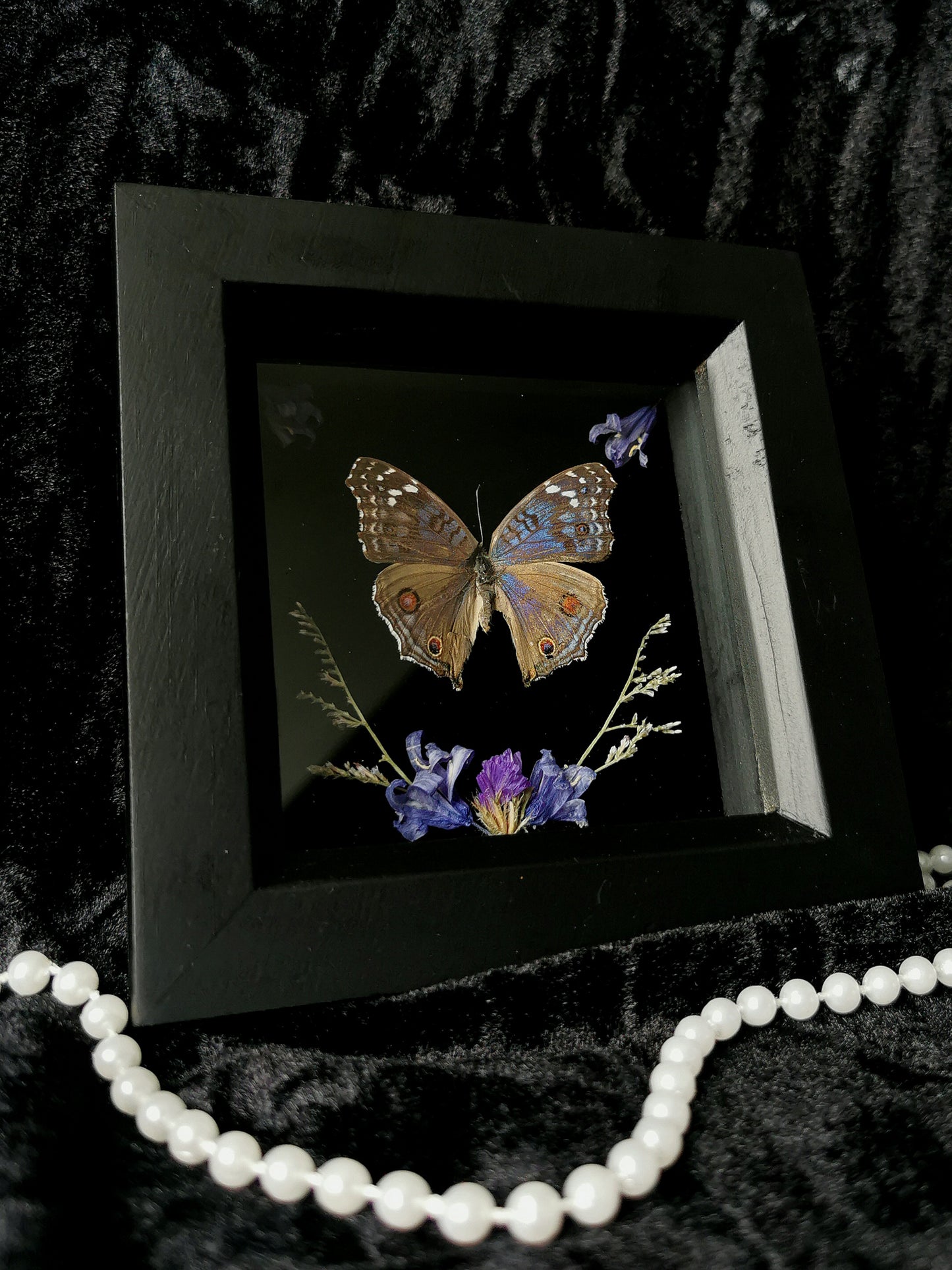 Brilliant Blue butterfly frame with dried flowers