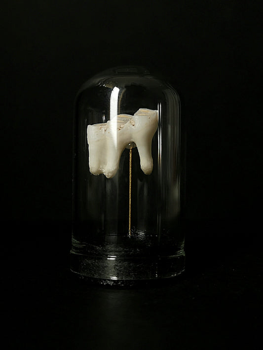 Small tooth dome