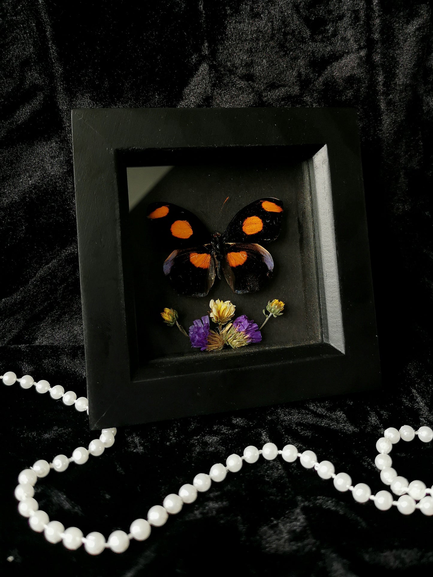 Blue-frosted banner butterfly entomology frame with dried flowers