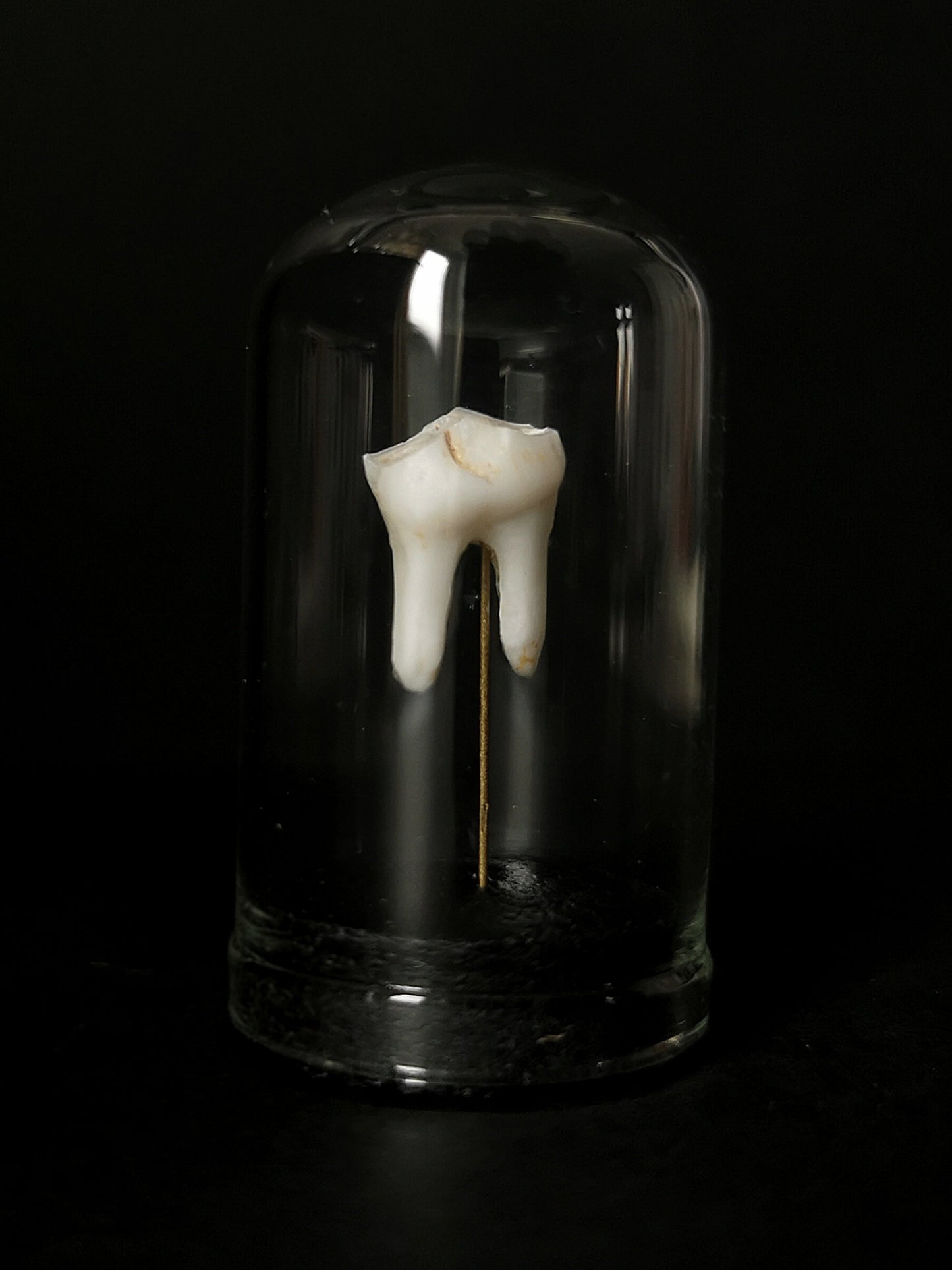 Small tooth dome