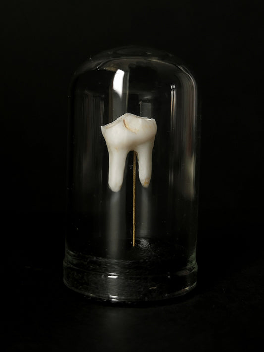 Small tooth dome