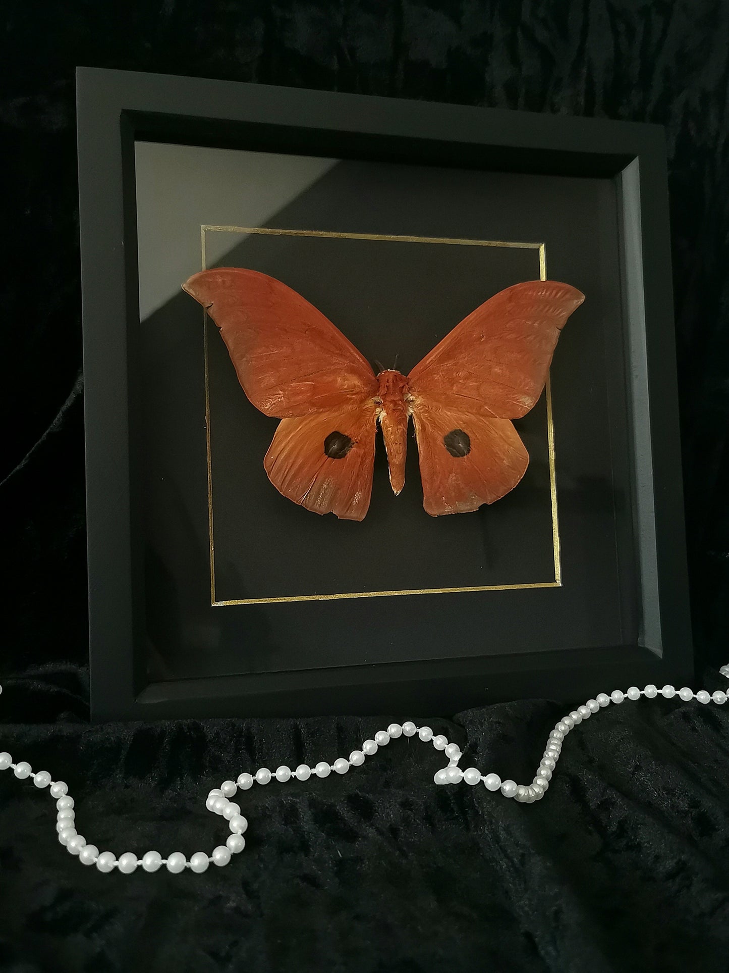 African Silkmoth entomology frame