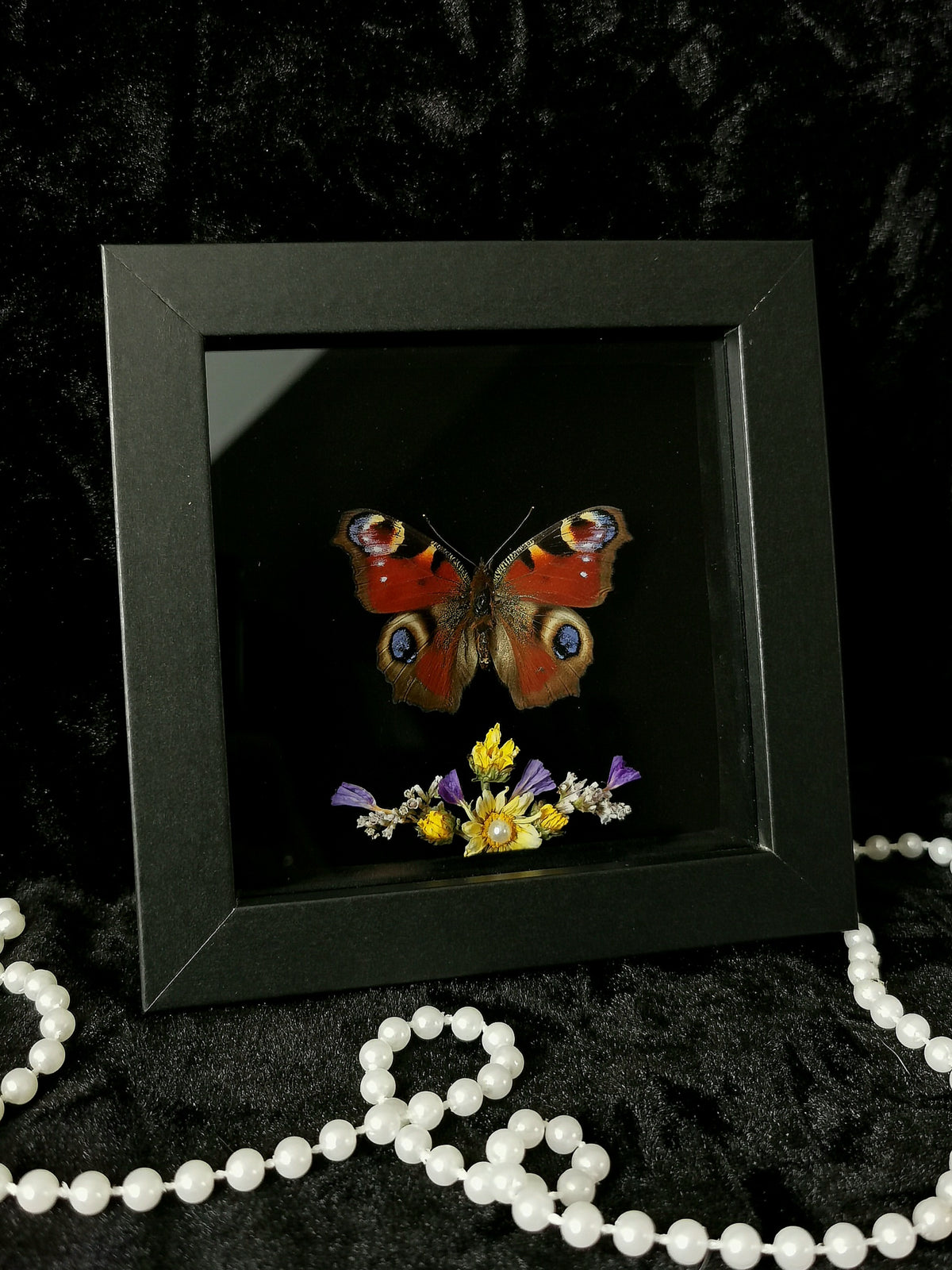 Peacock butterfly