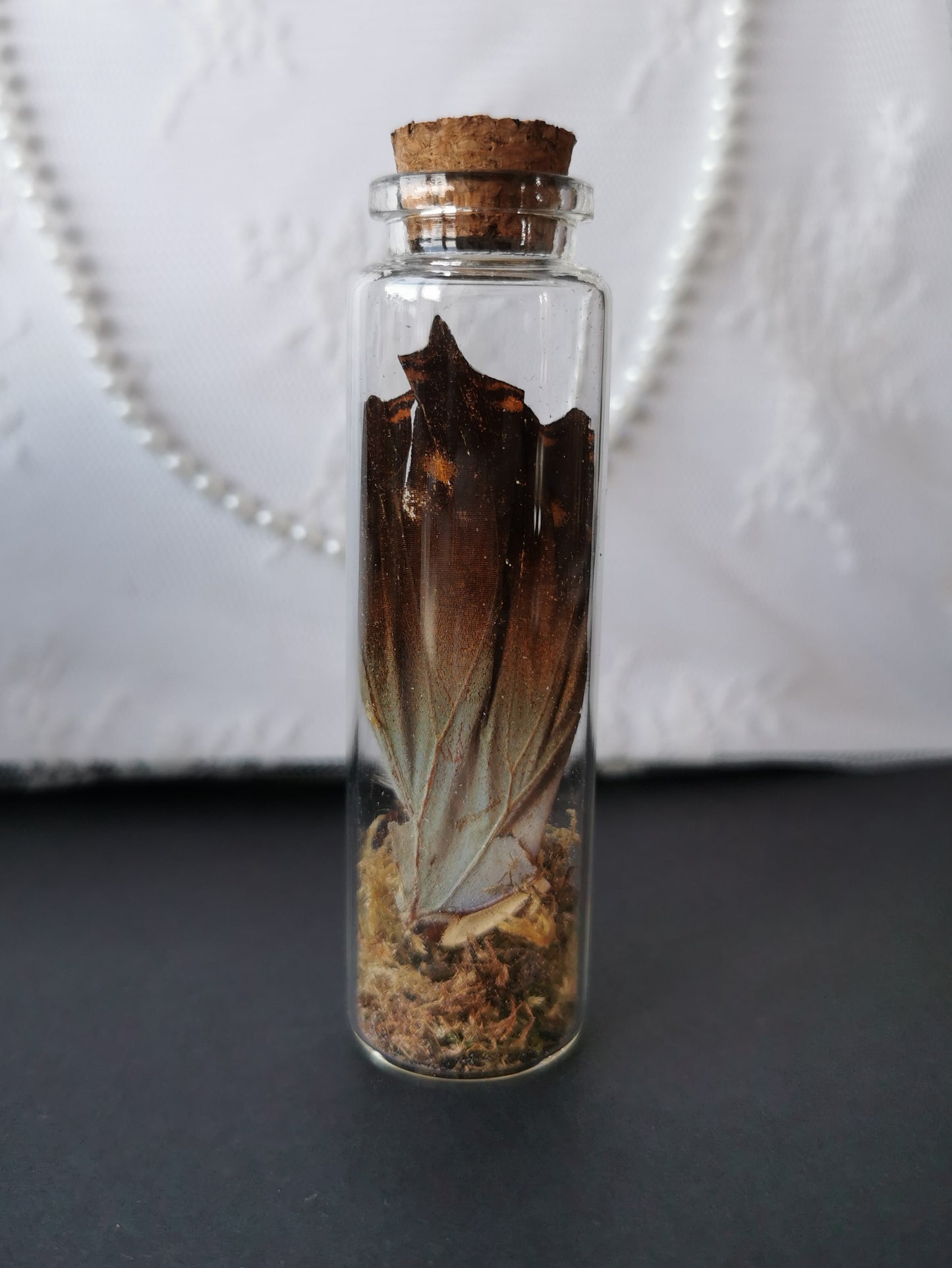 Large curiosity bottle