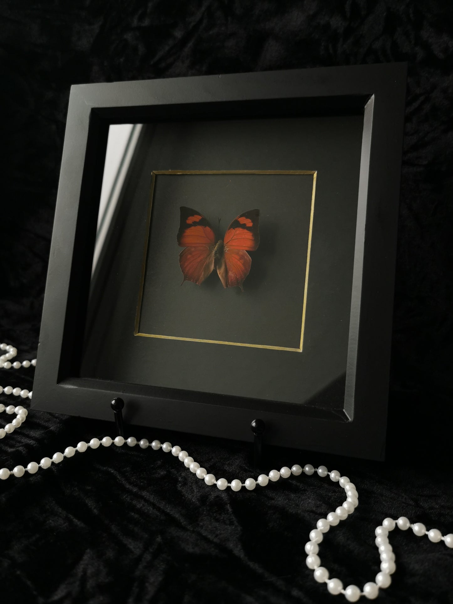 Pointed leafwing butterfly minimalist frame