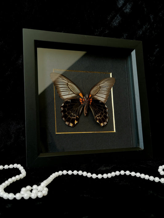 Great Mormon butterfly minimalist entomology frame