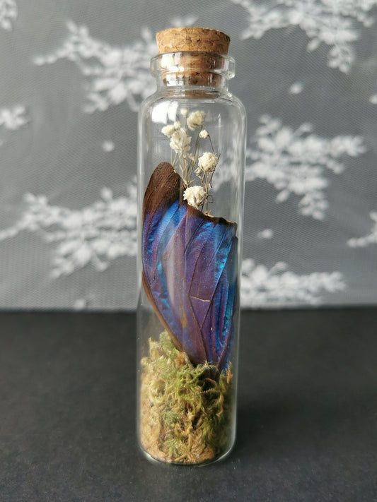Large curiosity bottle