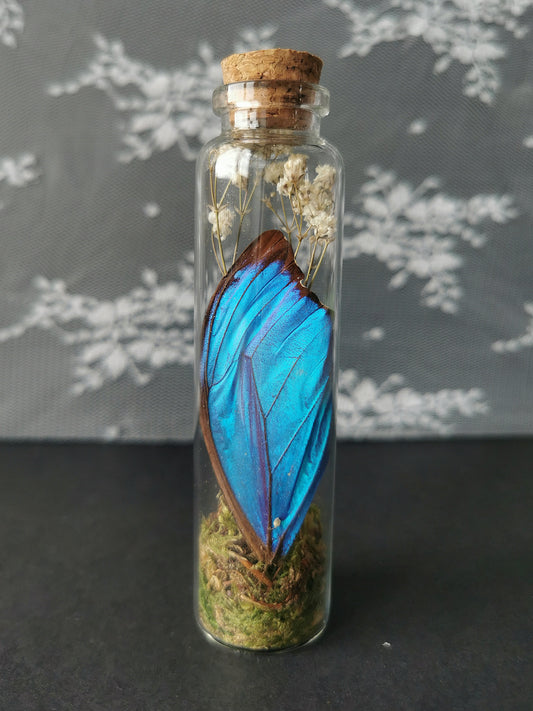 Large curiosity bottle