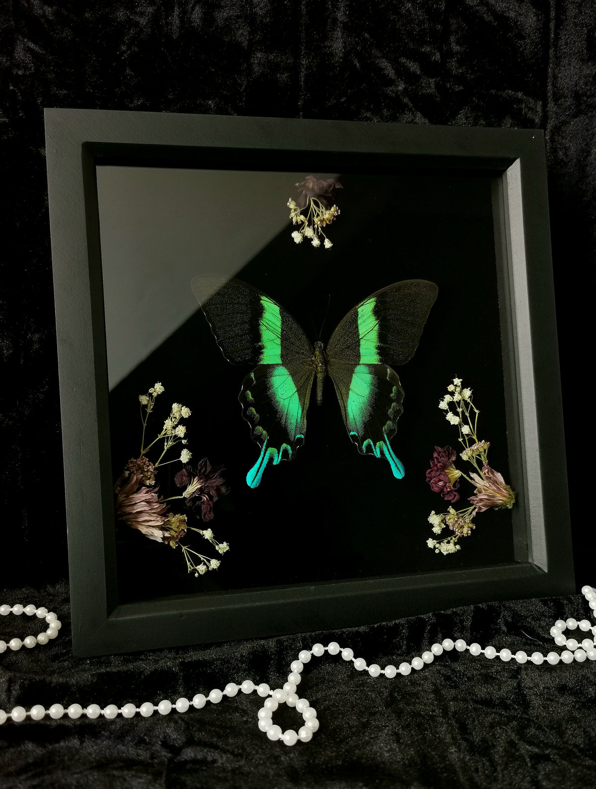 Peacock swallowtail butterfly