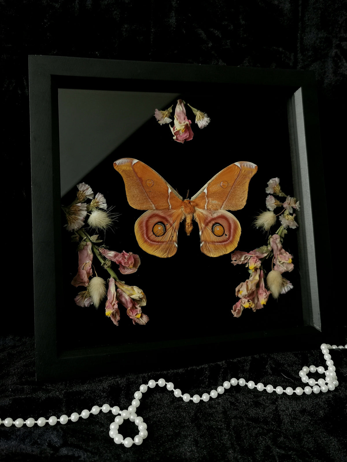 Bullseye Moth