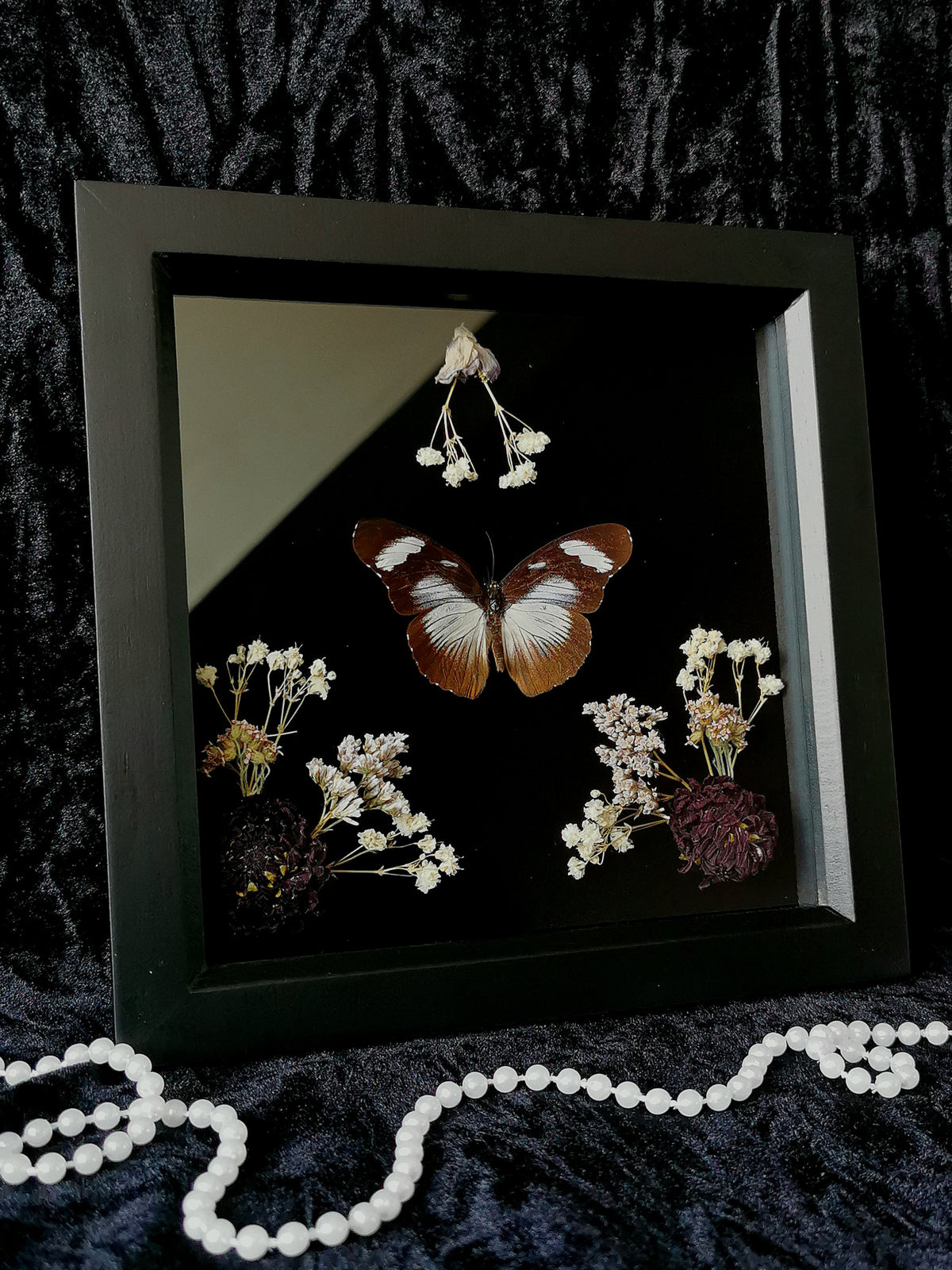 Variable eggfly butterfly entomology frame with dried flowers