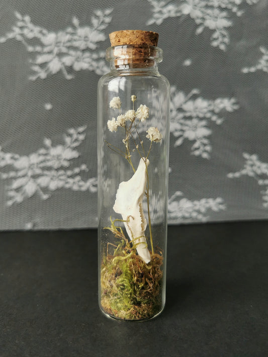 Large curiosity bottle